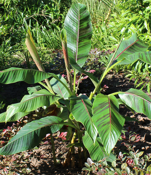 Die winterharte Banane 'rot' treibt nach dem Frost in einem sonnigen Garten aus.