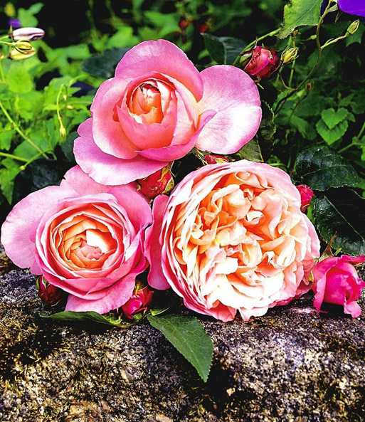 Rose der Liebe 'Dames de Chenonceau®'