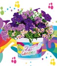 Sommerblumen-Mix 'Passion Combos Walk of Fame'