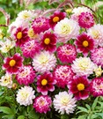Dahlien-Mix 'Candy Cottage'