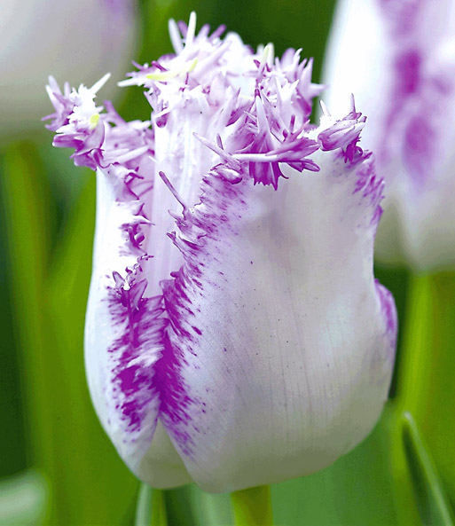 Crispa-Tulpe 'Huis ten Bosch'