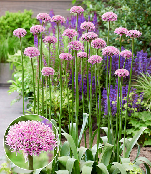 Allium 'New York'
