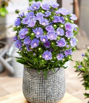 Stokesia 'Blue Danube'