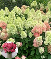 Freiland-Hortensie 'Bonfire®'