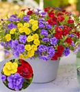 Zauberglöckchen Petunie Trixi® 'Hot Petticoat', Trio im 12 cm Topf