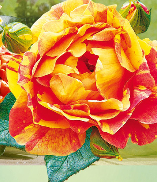 Maler-Rose® 'Paul Cézanne®'
