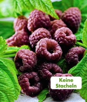 Schwarze Himbeere 'Glen Coe'