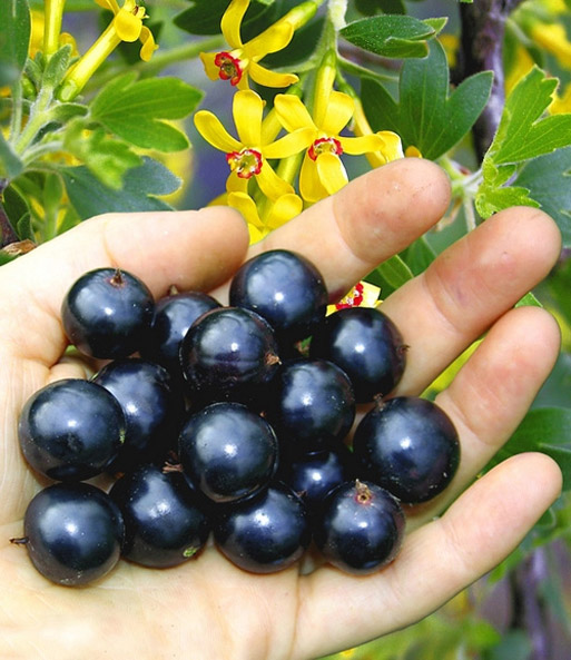 Fourberry®-Vierbeere 'Gardenfriend'