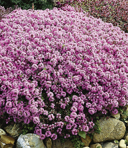 Langhaariger Gebirgs-Thymian 50 Stk.