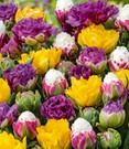 Tulpen-Mix 'Icecream Spezial'