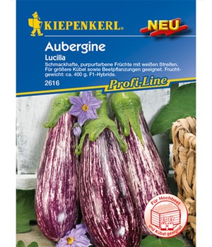 Aubergine 'Lucilla', F1