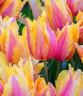 Papageien-Tulpe 'Flaming Memory'