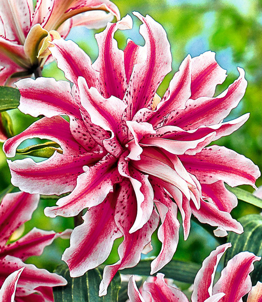 Riesen-Lilie 'Magic Star'