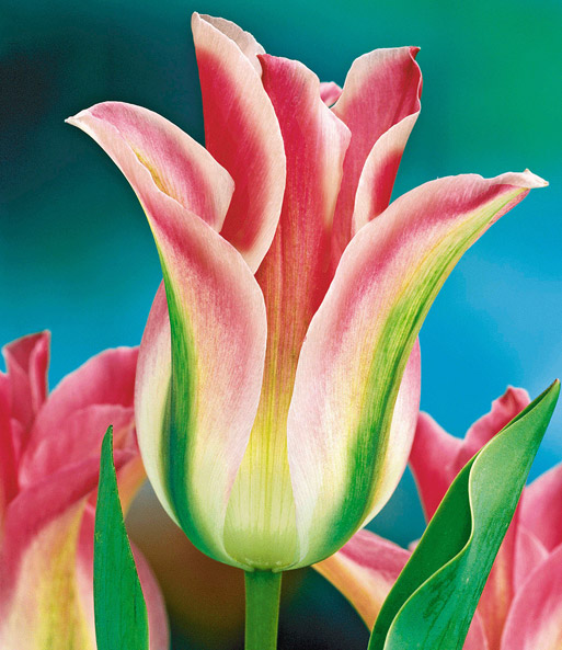 Lilien-Tulpe 'Florosa'