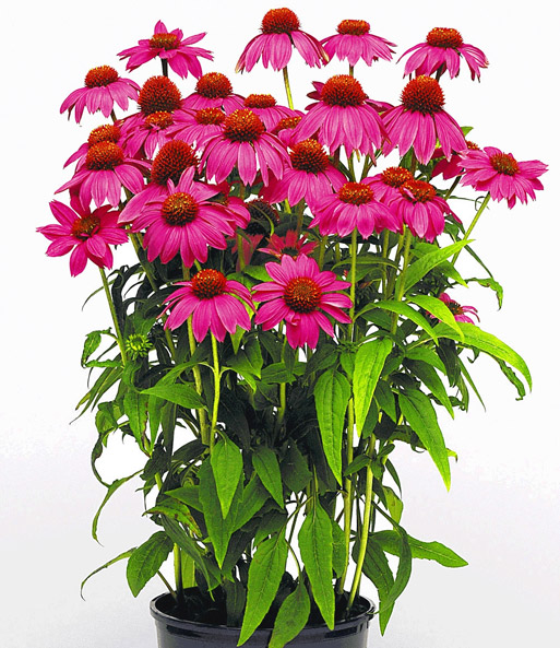 Echinacea 'Pow Wow'