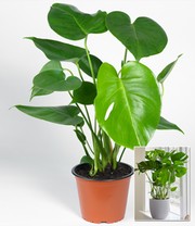 Monstera