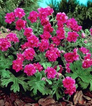 Winterharte Geranie 'Rote Burcs Double®'