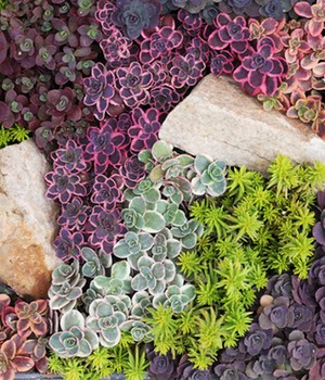 Sedum-Mix 'Dream on'