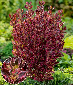 Immergrüne Coprosma 'Eclipse®'