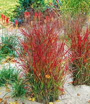 Ziergras 'Roter Strahl'
