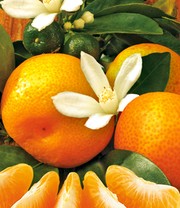 Orangen-Bäumchen