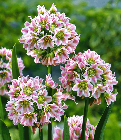 Allium 'South Bells'