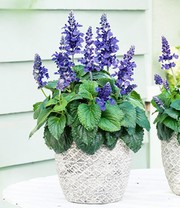 Salvia 'Mysty'