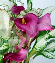 Calla 'Frozen Queen'