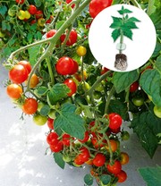 Veredelte Cherry-Tomate 'Baby Boomer' F1