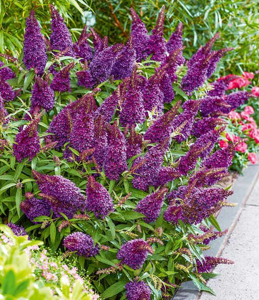 Buddleia-Mix 'Butterfly Candy®'