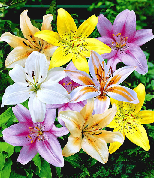 Lilien-Mix 'Pastell Blend®'