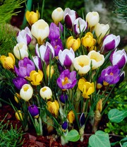 Wildkrokus Prachtmischung