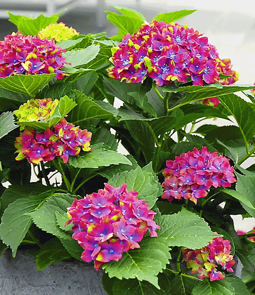 Die Blüten der Freiland-Hortensie „SAXON Schloss Wackerbarth“ blühen dicht beisammen umgeben von großen Blättern der Pflanze.