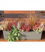 Calluna Knospenheide 'Gardengirls®' Tricolor, 12 cm-Topf