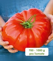 Veredelte Fleisch-Tomate 'Gigantomo' F1
