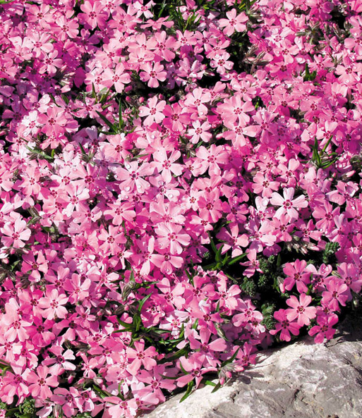 Nahaufnahme der Dichtbewachsenen, kleinen, sternenförmigen Rosa-Blüten nach einem kleinen Regenschauer.