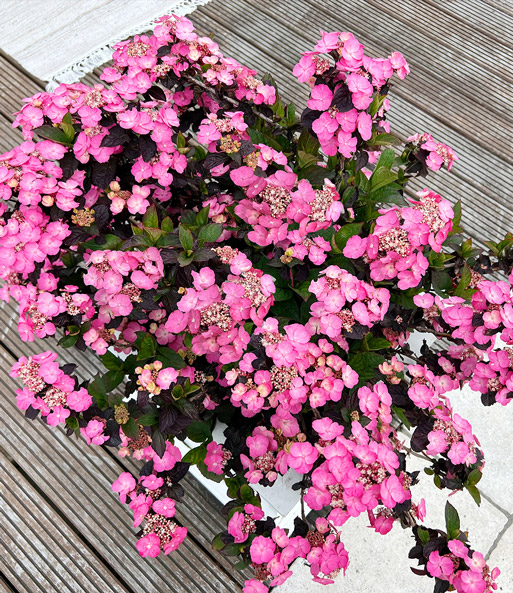 Zwerg-Hortensie 'Daredevil'