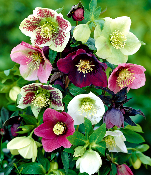 Nahaufnahme der Blüten in allen Farben des Christrosen-Mix 'Winter Dreams'.