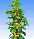 Säulen-Kiwi 'Issai'
