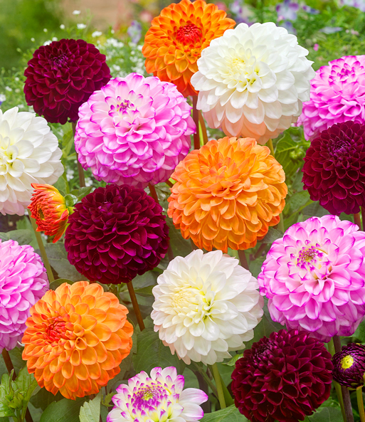 Dahlien-Mix 'Pompon'