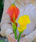 Calla-Mix 'The Giants'