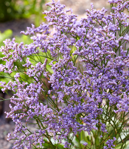 Blauer Strandflieder 'Limonium'