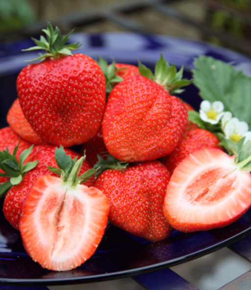 Viele reife Erdbeeren 'Sweet Mary XXL' liegen auf einem Teller. Eine Erdbeere ist halbiert und zeigt saftiges Fruchtfleisch.