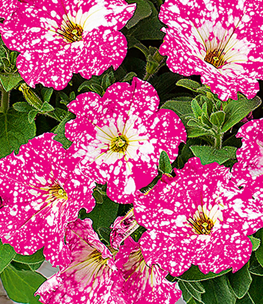 Petunie 'Constellation® Magenta Comet'