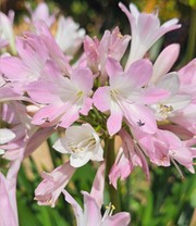 Agapanthus 'Pink Blush'