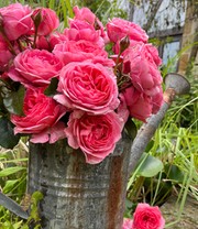 Rose 'Comtesse Liger Belair®'