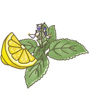 BIO Australisches Zitronenblatt