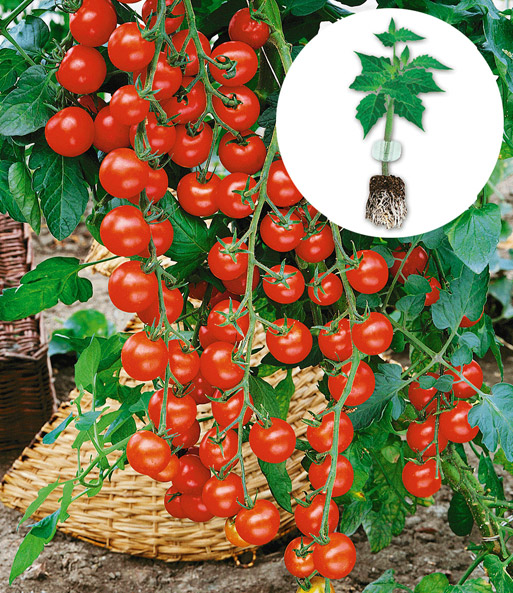 Veredelte Snack-Tomate 'Pepe' F1