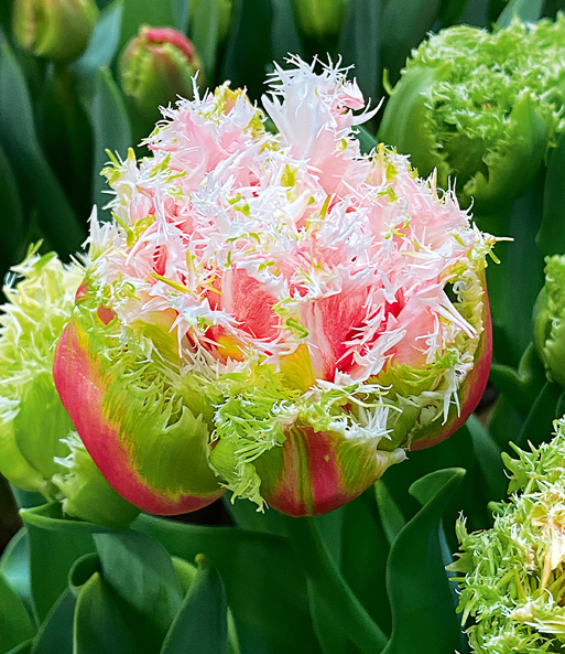 Crispa-Tulpe 'Byron Bay'