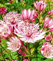 Astrantia 'Sparkling Stars Pink'